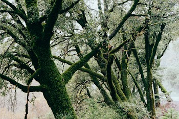 Free Photo of trees, moss, branches