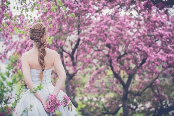 Free Photo of trees, plant, flower