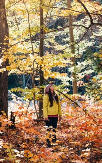 Free Photo of trees, plant, forest