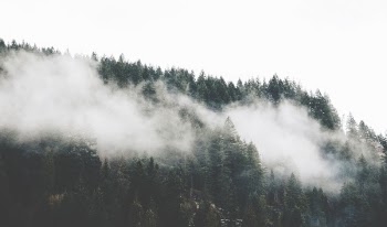 Free Photo of trees, plant, forest