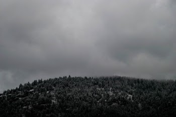Free Photo of trees, plant, nature
