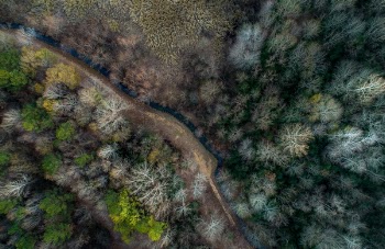 Free Photo of trees, plant, nature