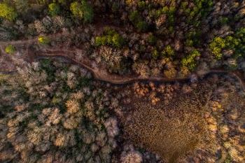 Free Photo of trees, plant, nature