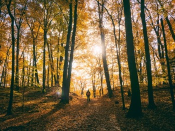 Free Photo of trees, plant, path