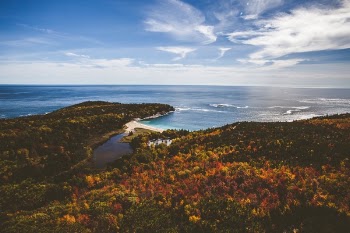 Free Photo of trees, plants, forest