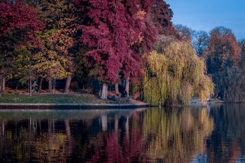 Free Photo of trees, plants, nature