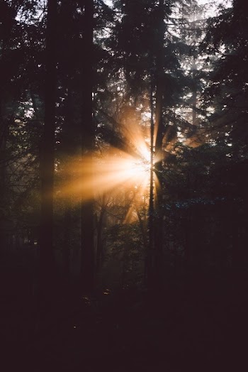 Free Photo of trees, plants, nature