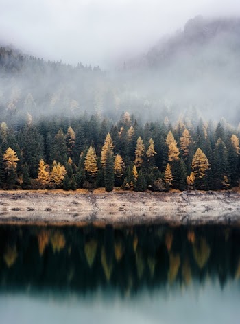 Free Photo of trees, plants, nature