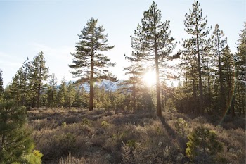 Free Photo of trees, shrubs, bushes