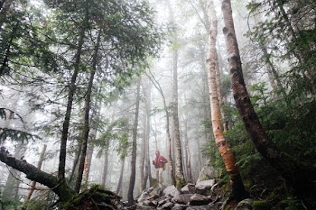 Free Photo of trees, woods, nature