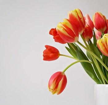 Free Photo of tulip, flowers, vase