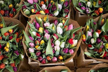 Free Photo of tulips, flowers, bouquet