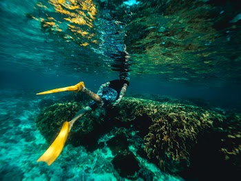 Free Photo of uderwater, travel, snorkeling