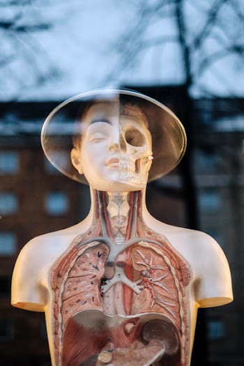 Free Photo of upper body, structure, medical