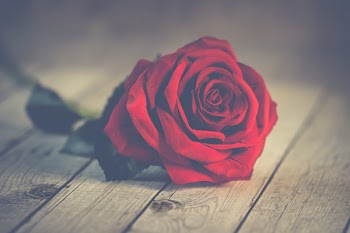 Free Photo of Valentine's Day, single, red