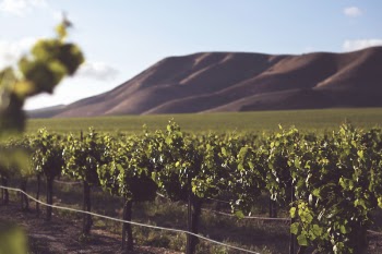 Free Photo of vineyard, farm, field