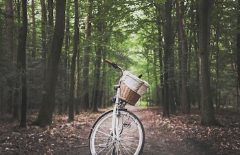 Free Photo of vintage, bike, forest