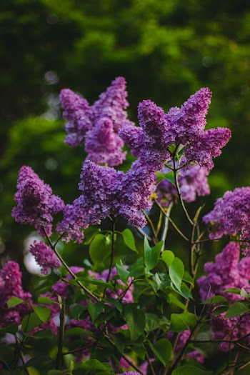 Free Photo of violet, purple, flower