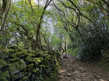 Free Photo of Wales, wall, moss