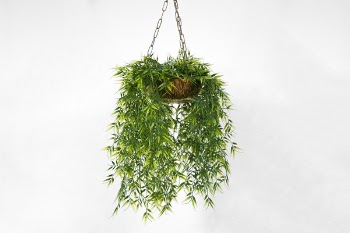 Free Photo of wall, plant, orchids