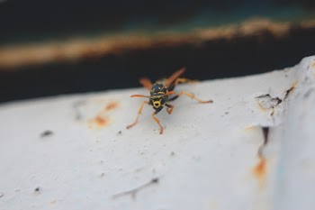 Free Photo of wasp, insect, nature