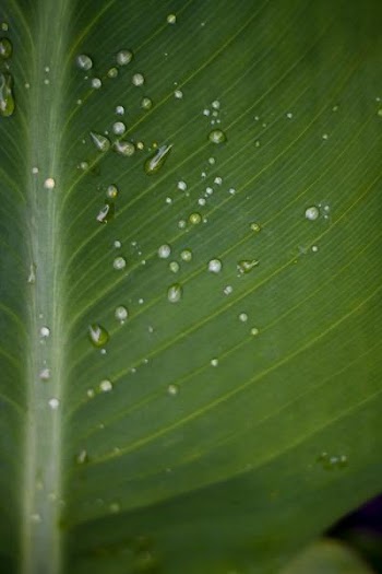 Free Photo of water, droplets, leaf