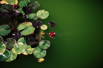 Free Photo of water, green, leaf