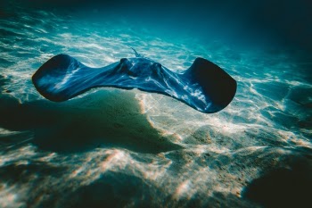 Free Photo of water, ocean, fish