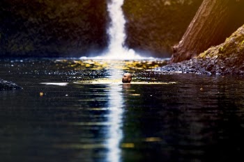 Free Photo of water, river, lake