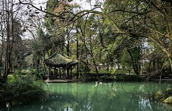 Free Photo of water, trees, branches