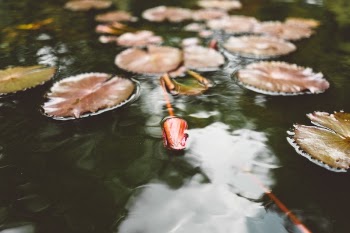 Free Photo of water, waterlily, plants