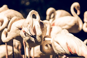 Free Photo of waterbird, bird, animal