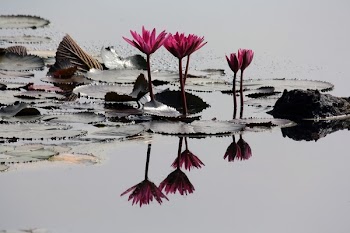 Free Photo of waterlily, plants, flower