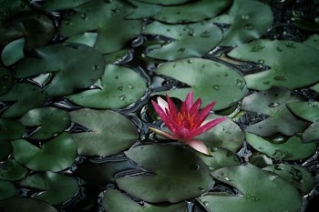 Free Photo of waterlily, plants, flower