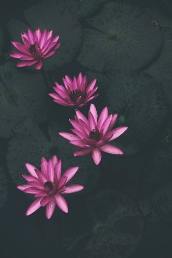 Free Photo of waterlily, plants, pink