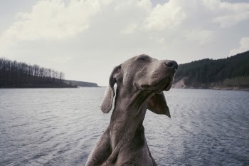Free Photo of weimaraner, breed, dog