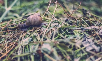 Free Photo of wet, grass, outdoor