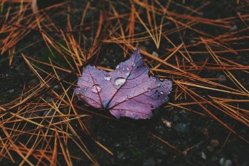 Free Photo of wet, leaf, purple