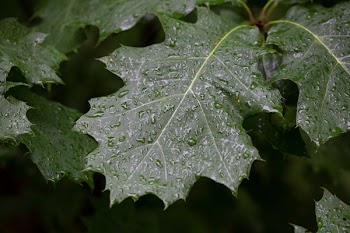 Free Photo of wet, leaves, droplets