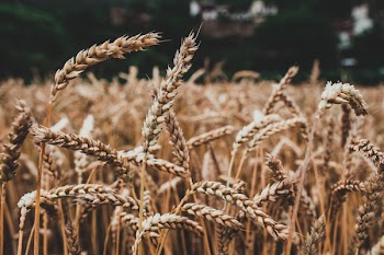 Free Photo of Wheat, Barley, Cereal