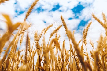 Free Photo of wheat, farm, blue