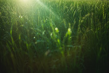 Free Photo of wheat, field, green