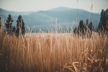 Free Photo of wheat, field, wheat field