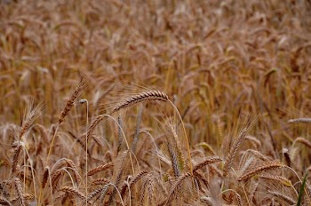 Free Photo of wheat, grains, crops