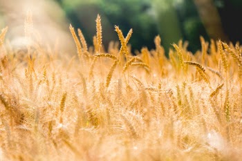 Free Photo of wheat, grass, agriculture