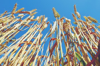 Free Photo of wheat, plants, agriculture