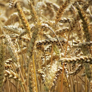 Free Photo of wheat, plants, agriculture