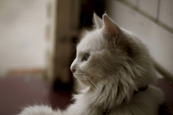 Free Photo of white, cat, kitten