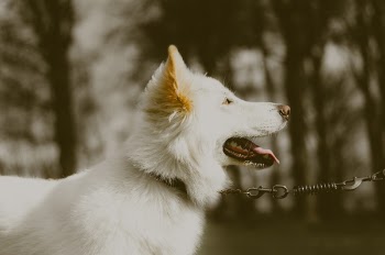 Free Photo of white, dog, dogs