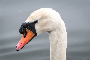 Free Photo of white, duck, swan